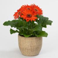   MEGA REVOLUTION Scarlet Red with Light Eye - 3 .