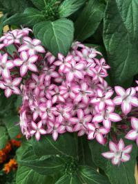  Glitterati Purple Star - 5 .