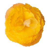 ������� ��������� Fortune F1 Golden Shades - 5 ��.