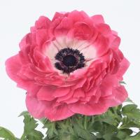 ������� F1 Harmony Double Pink - 3 ��.