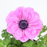 ������� F1 Harmony Double Rose - 3 ��.