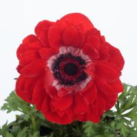 ������� F1 Harmony Double Scarlet - 3 ��.