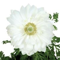 ������� F1 Harmony Double White - 3 ��.