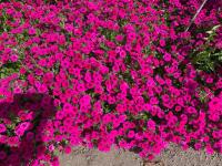   Garden Beauty F1 Deep Violet ( ). ! - 5 .