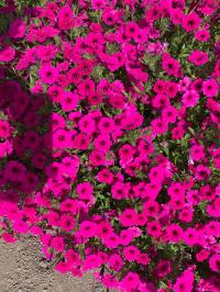   Garden Beauty F1 Deep Violet ( ). ! - 5 .