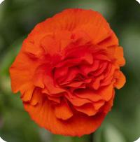  Limitless F1 Compact Orange. ! - 5 