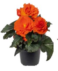   Limitless F1 Compact Orange. ! - 5 