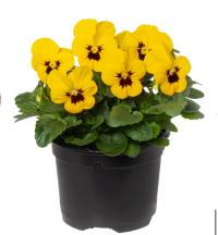    Penny Pro Yellow with Blotch. ! - 5 .