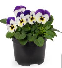    Penny Pro Violet & White. ! - 5 .
