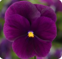    Penny Pro Violet. ! - 5 .