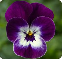    Penny Pro Violet Face. ! - 5 .