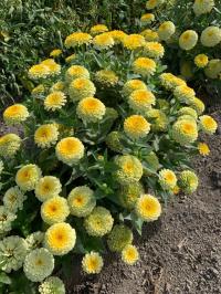  Rosetta Lemon to Yellow. ! - 10 .