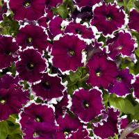   Candy F1 Burgundy picotee - 10 .