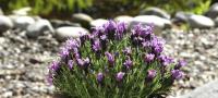   Bandera Purple - 5 .