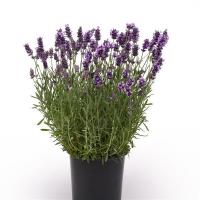   ELLAGANCE PURPLE - 5 .