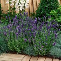   ELLAGANCE PURPLE - 5 .