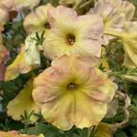    Avalanche F1 Yellow caprice - 10 .