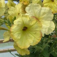    Avalanche F1 Yellow caprice - 10 .