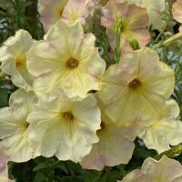    Avalanche F1 Yellow caprice - 10 .