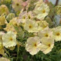    Avalanche F1 Yellow caprice - 10 .