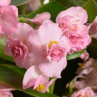 ������� ������������� �������� ��� (FLOWERBALL F1) Light Pink - 10 ��.