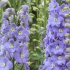  Lilac Ladies - 3 .