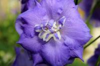  Lilac Ladies - 3 .