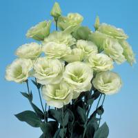   Mariachi F1 Lime Green - 5 .