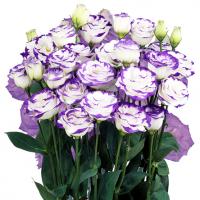   Rosita 2 Blue Picotee - 5 .