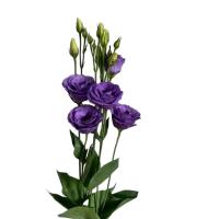 ������� ��������������� Rosita 3 Bright Blue - 5 ��.