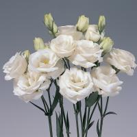 Эустома крупноцветковая Rosita 1 White - 5 шт.