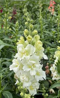    Madame Butterfly F1 ivory - 10 .