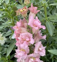    Madame Butterfly F1 Pink - 10 .