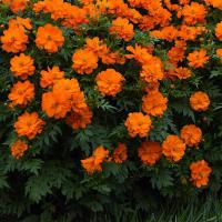  Mandarin Cosmos - 10 .