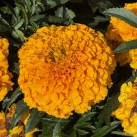   Proud Mari Orange - 5 .