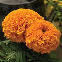   Proud Mari Orange - 5 .