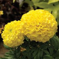   Proud Mari Yellow - 5 .