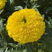   Proud Mari Yellow - 5 .