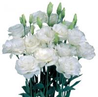   Mariachi F1 Pure White - 5 .