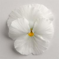   MATRIX F1 White - 10 .