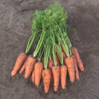 Морковь Карини - 1 гр.