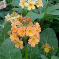 1390 P. japonica 'Oriental Sunrise' - 5 .