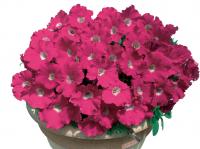  GIOKONDA F1 Rose W/White Eye - 5 .