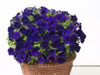   Baby Giokonda  F1 Blue - 5 .