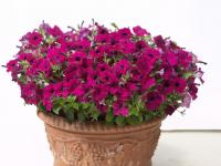  Baby Giokonda  F1 Purple - 5 .
