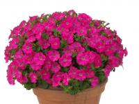   Baby Giokonda  F1 Rose - 5 .