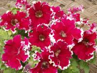   Can Can Picotee Cherry Rose - 10 .