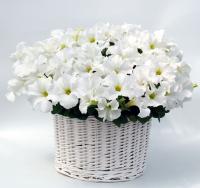    Capri F1 White - 5 .