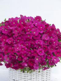  GIOKONDA F1 Deep rose - 5 .