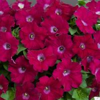  GIOKONDA F1 Fuchsia - 5 .